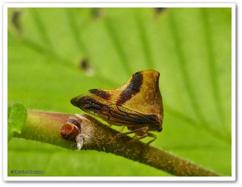 Treehopper (Telamona excelsa), male