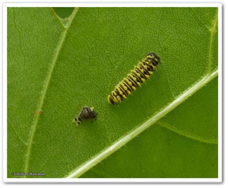 Promethea Moth caterpillar (Callosamia promethea), #7764