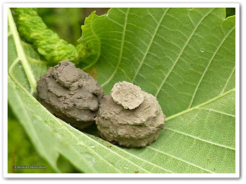 Clay pot nests made by a Eumenes wasp
