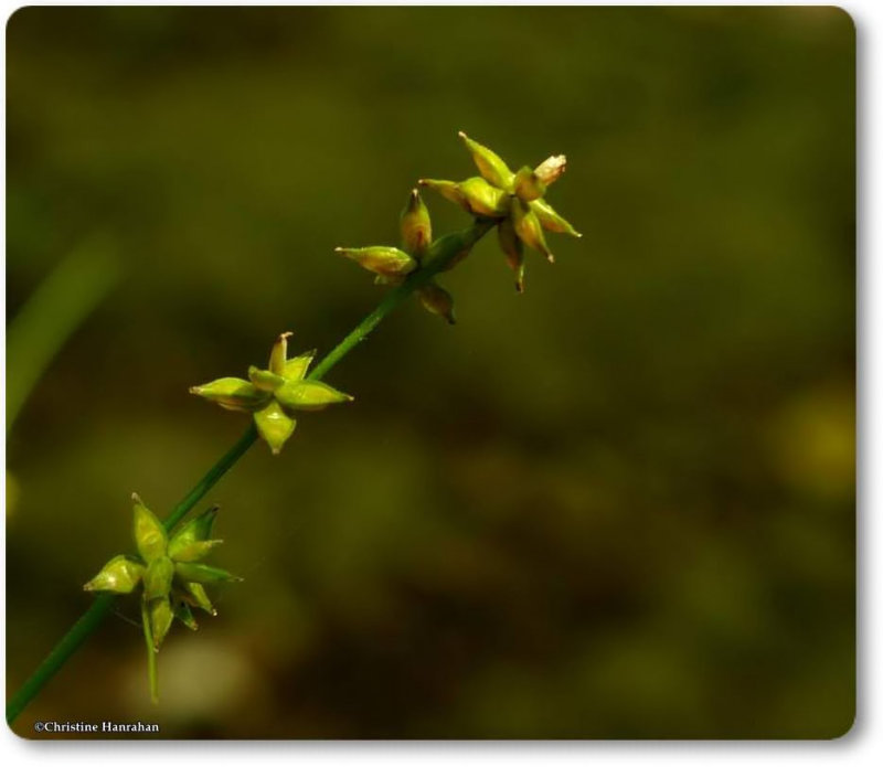 Rolled-up sedge (Carex rosea)