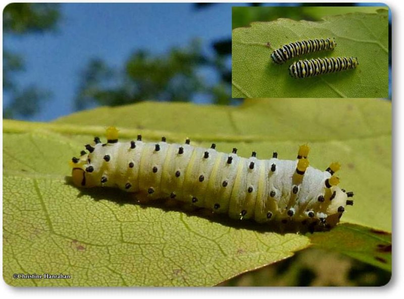 Promethea Moth caterpillars (Callosamia promethea), #7764