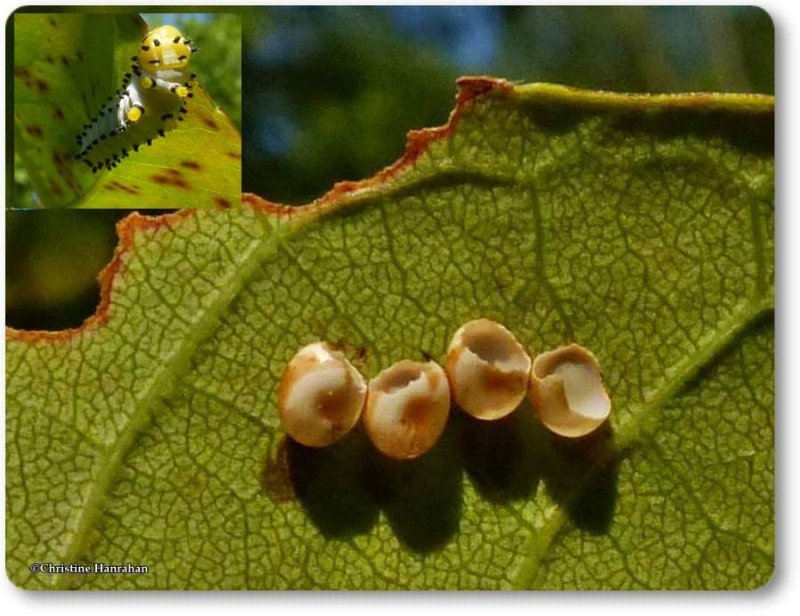 Promethea Moth eggs (Callosamia promethea)