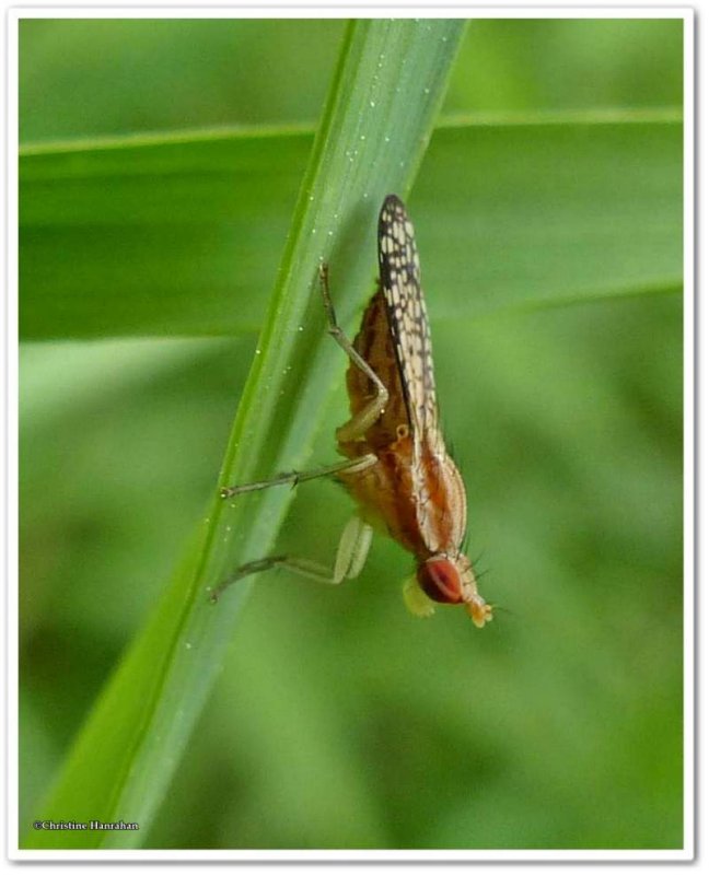 Marsh fly (Trypetoptera canadensis)