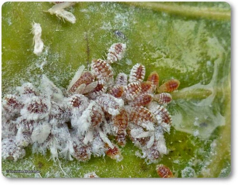 Aphids on poplar leaf