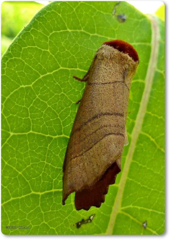  Yellow-necked caterpillar moth (Datana ministra sp.) #7902