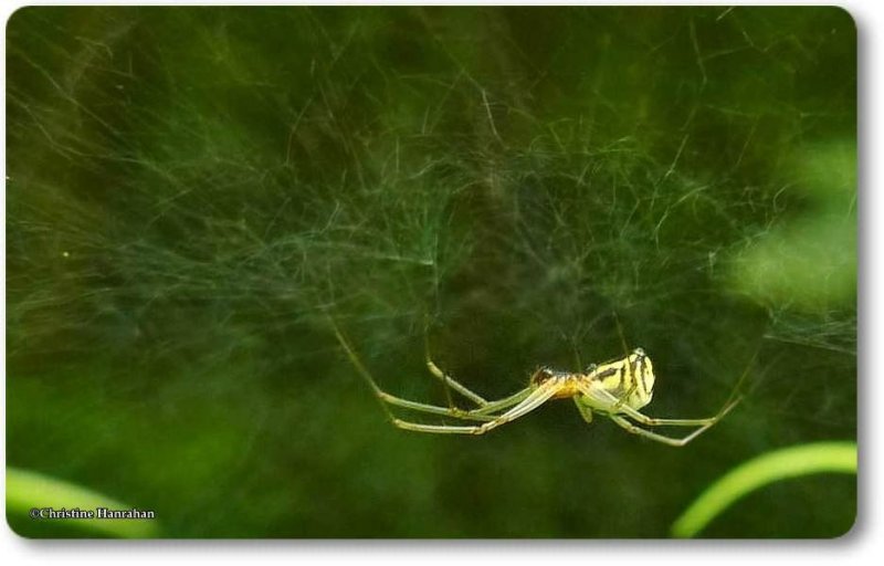 Sheetweb weaver spider (Neriene sp.), female