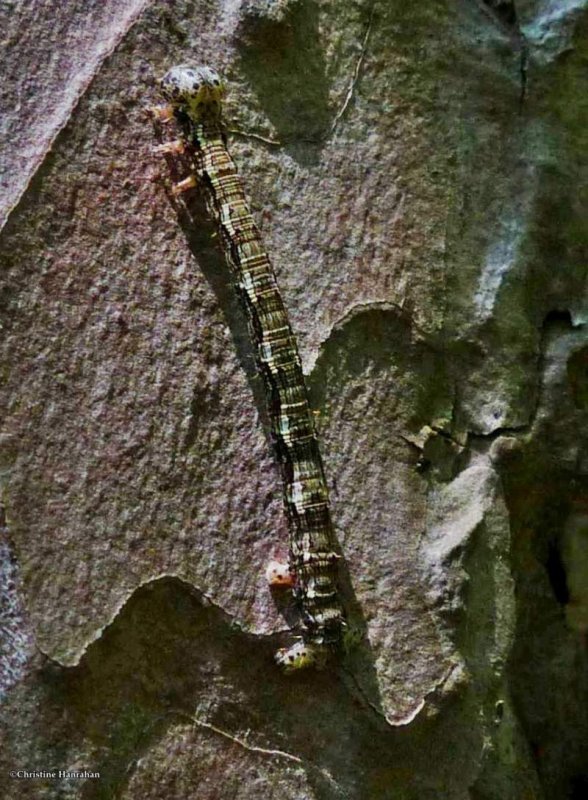 Hemlock looper caterpillar (Lambdina fiscellaria), #6888