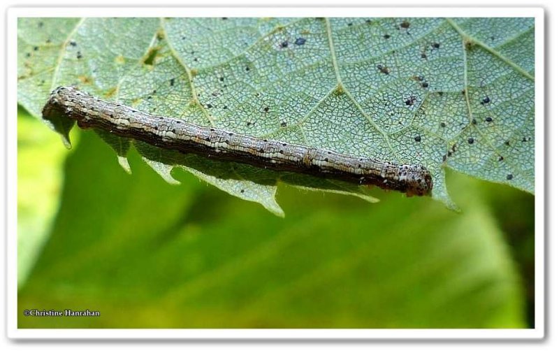 Hemlock looper caterpillar (<em>Lambdina fiscellaria</em>), #6888