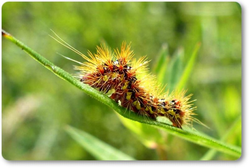 Smartweed caterpillar (Acronicta oblinita), #9272