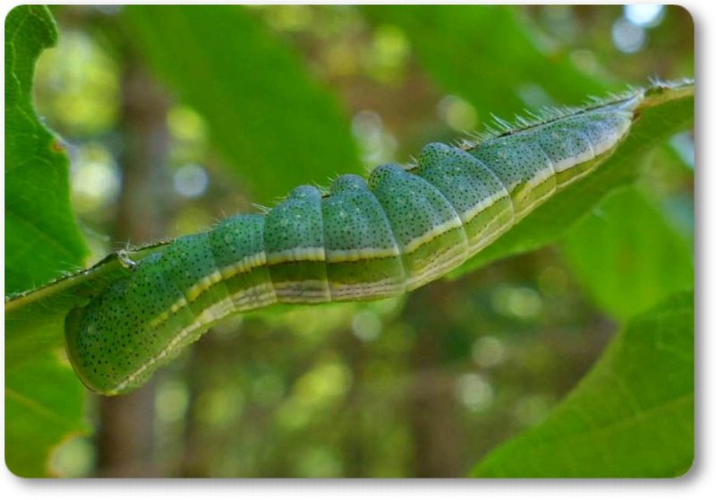 Saddled prominent caterpillar (Heterocampa guttivitta), #7994