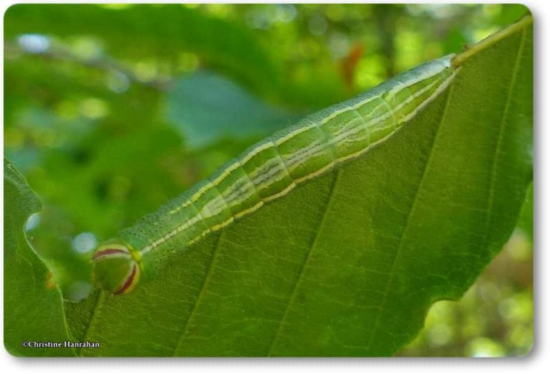 Saddled prominent caterpillar (Heterocampa guttivitta), #7994