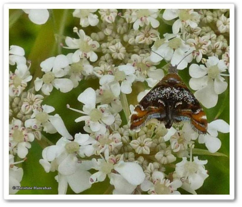 Skullcap skeletonizer moth (Prochoreutis inflatella), #2629