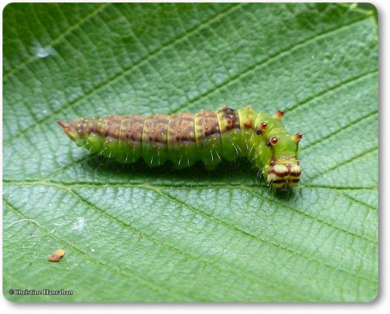Arched hooktip caterpillar (Drepana arcuata), #6251