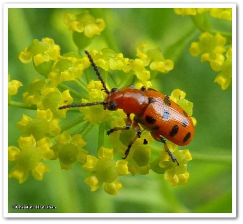 Beetles  (Coleoptera) of Larose Forest