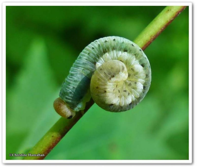 Sawfly larva (FamilyTenthredinidae)