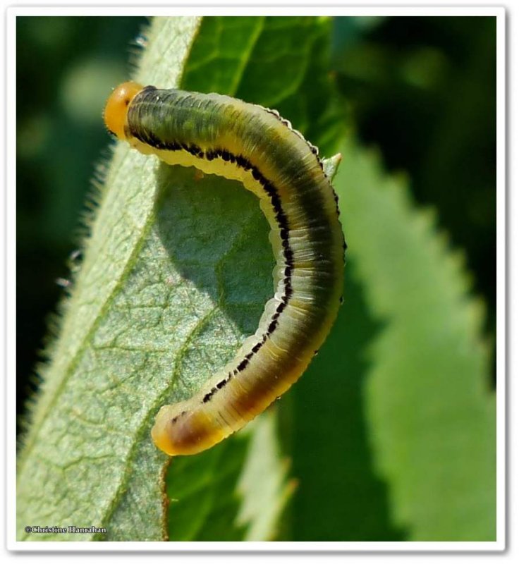 Sawfly larva  (FamilyTenthredinidae)