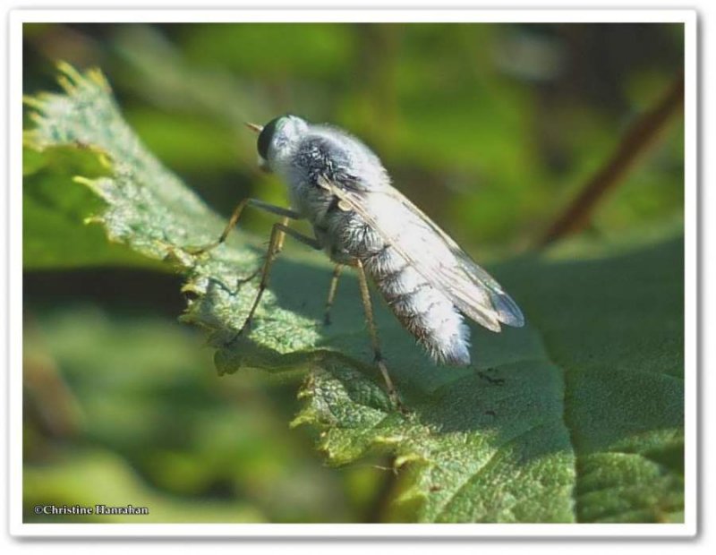 Stiletto fly (Pandivirilia sp.)