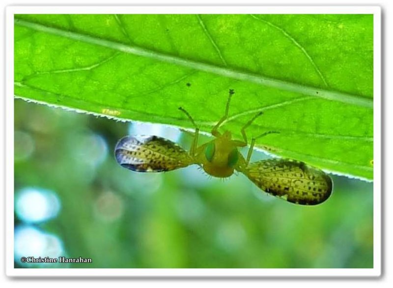 Fruit Flies of Larose Forest (Family: Tephritidae)