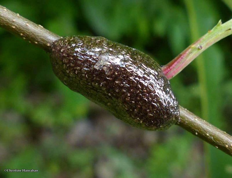 Eastern Tent Caterpillar eggs (Malacosoma americanum)