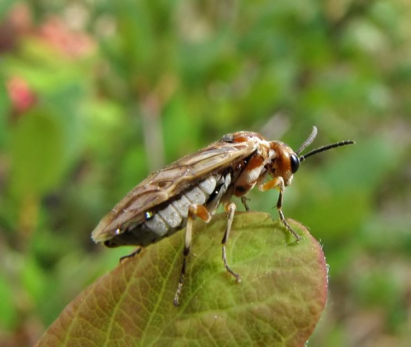 Sawfly (Zaschizonyx montana)