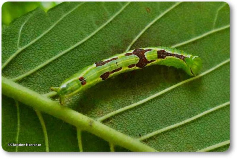 Double-lined Prominent caterpillar (Lochmaeus bilineata), #7999