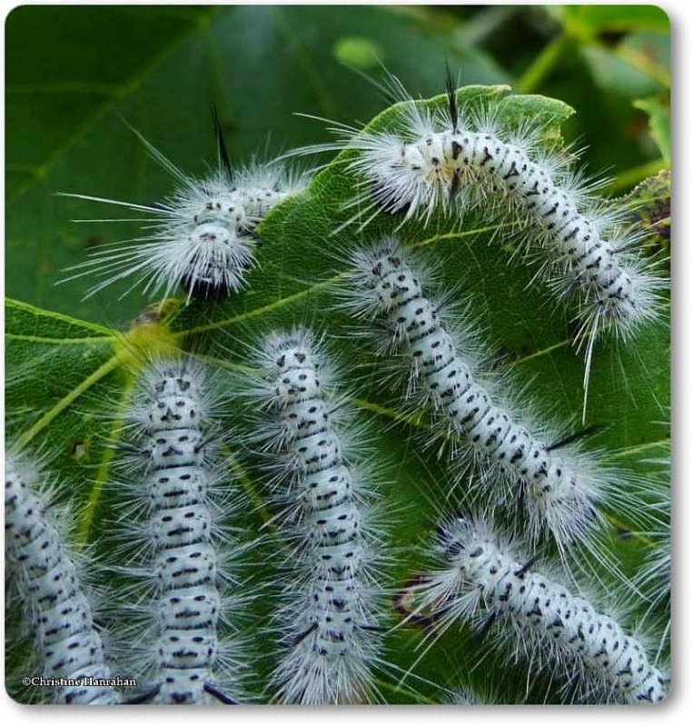 Hickory tussock caterpillars (Lophocampa caryae), #8211