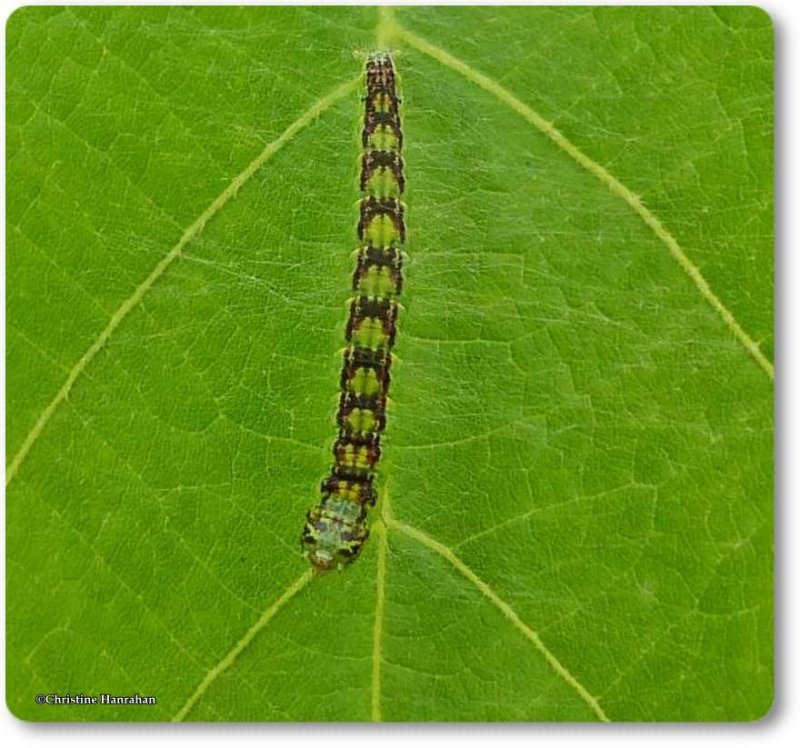 Pyralid moth caterpillar (Oreana unicolorella), #5767