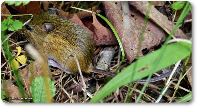 Meadow jumping mouse (Zapus hudsonicus)