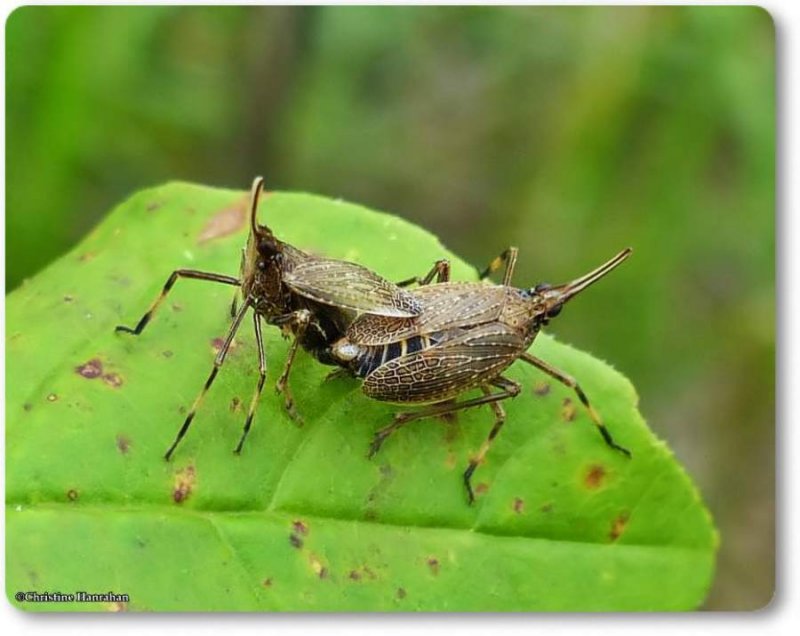 Planthopper, partridge bug mating (Scolops sulcipes)