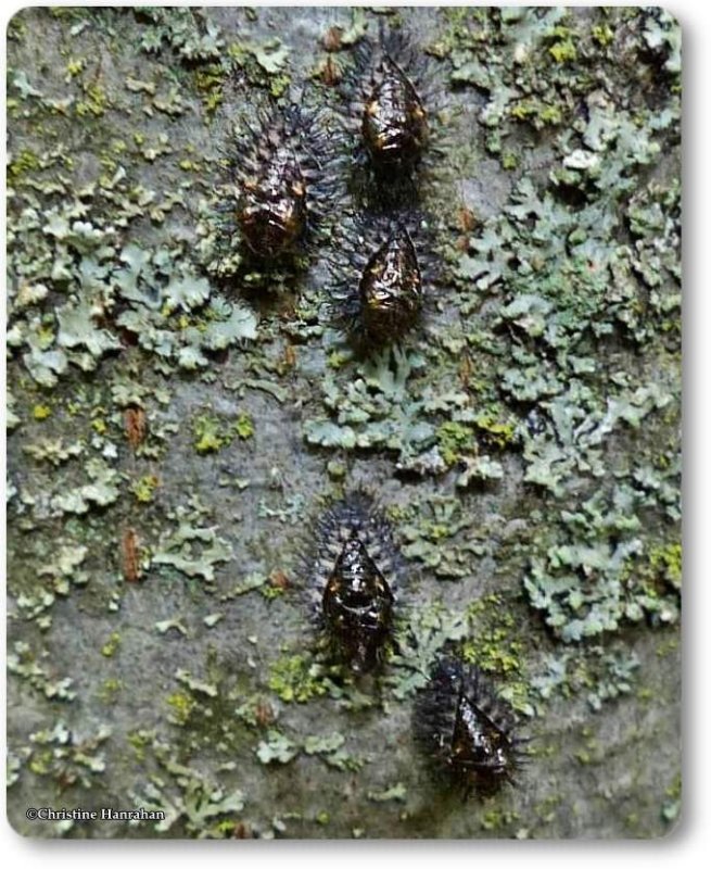 Chilocorus pupae (Chilocorus)