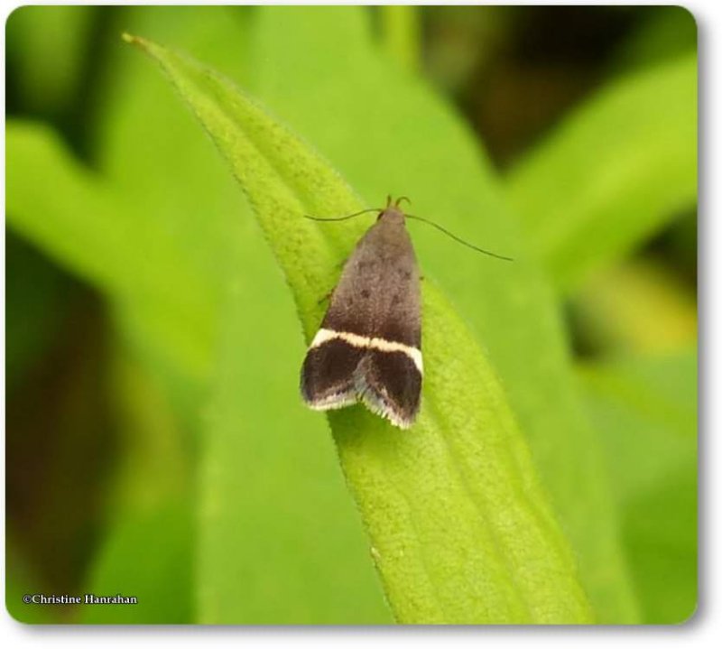Twirler moth (<em>Anacampsis agrimoniella</em>), #2230