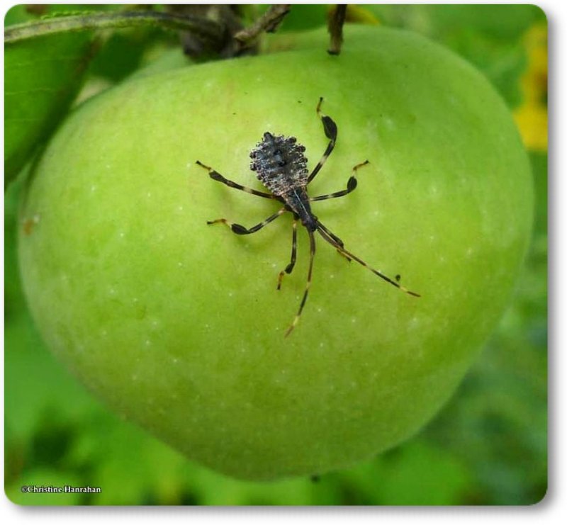 Leaf-footed bug nymph (Acanthocephala terminalis)