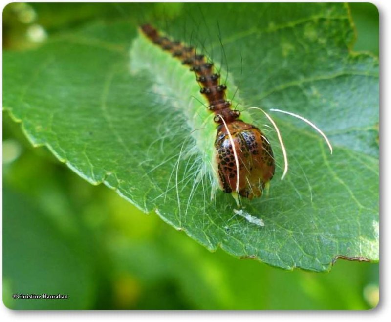 Splendid dagger moth (Acronicta superans), #9226