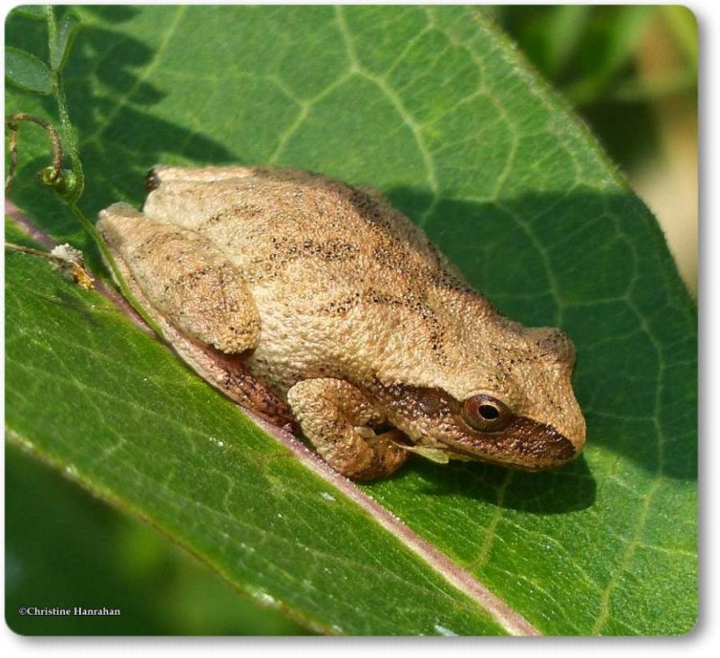 Spring peeper (<em>Pseudacris crucifer</em>)