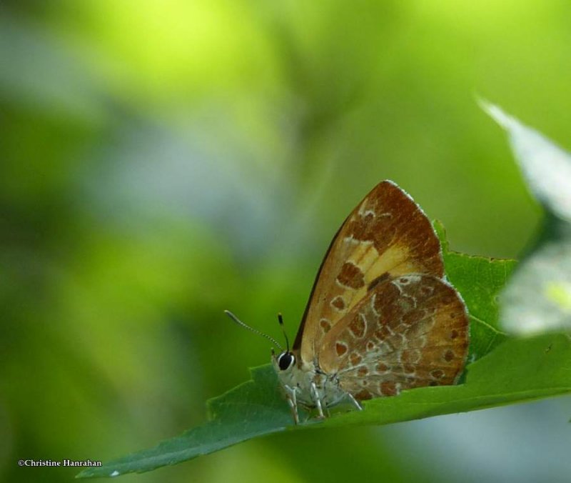 Harvester butterfly (Feniseca tarquinius)