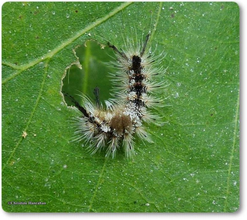 Variable tussock moth caterpillar (Dasychira vagans), #8294