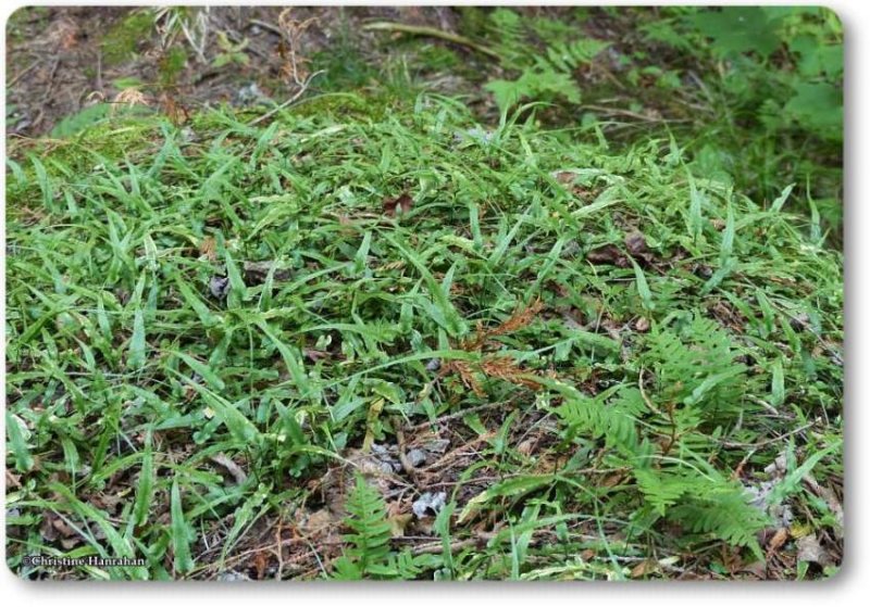 Walking fern (Asplenium rhizophyllum)
