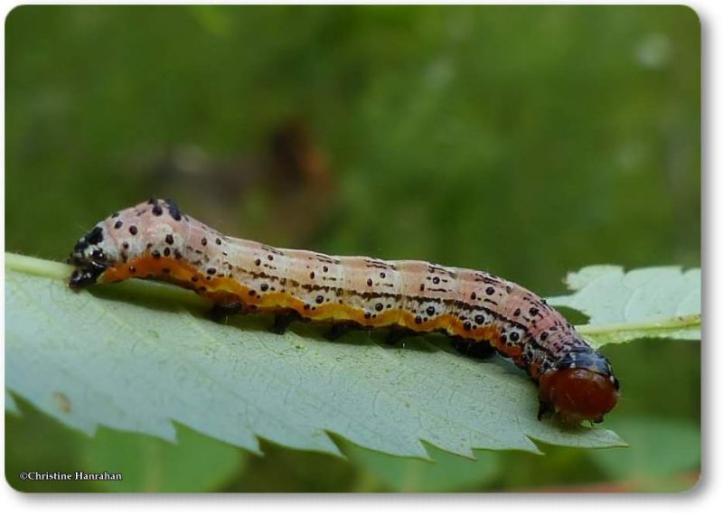 Moth caterpillar (Pyrrhia sp.)