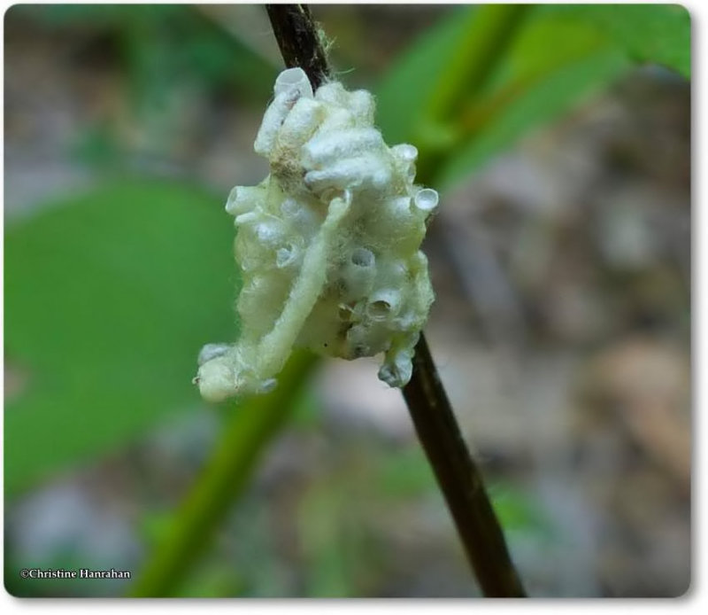 Cluster of wasp cocoons