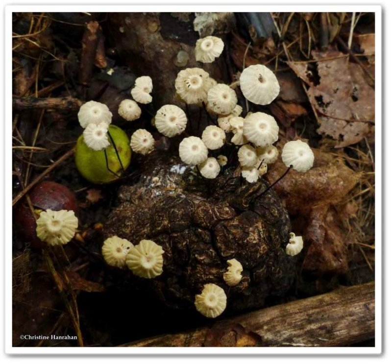 mushrooms (Marasmius)