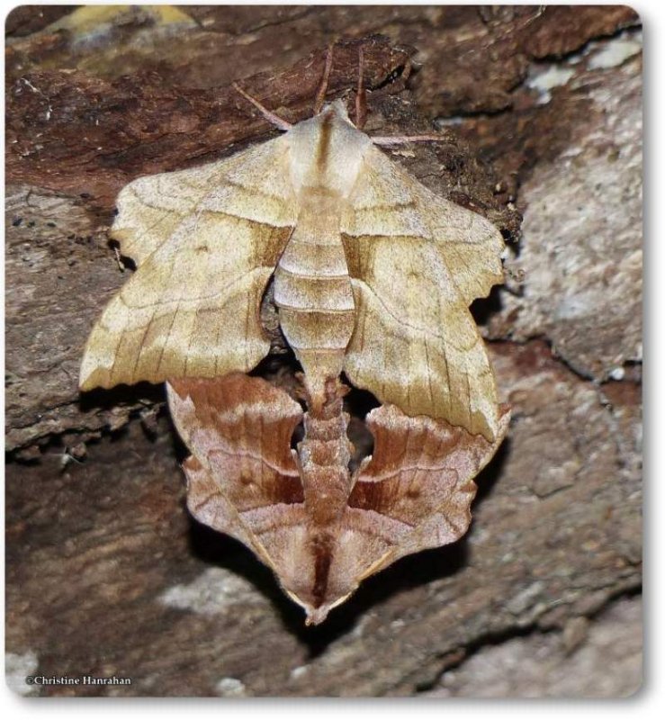 Walnut sphinx moth, mating pair (Amorpha juglandis), #7827