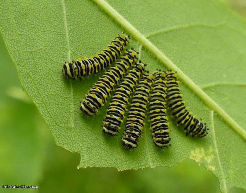 Promethea Moth caterpillars (Callosamia promethea)