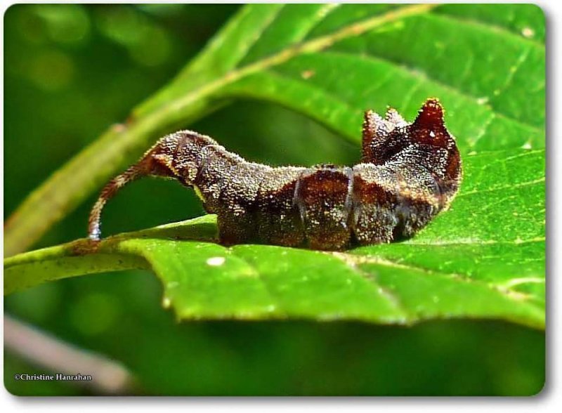 Rose hooktip caterpillar (Oreta rosea), #6255