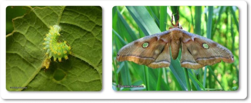 Polyphemus moth caterpillar (Antheraea polyphemus), #7757
