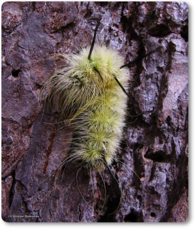 American dagger moth caterpillar (Acronicta americana), #9200