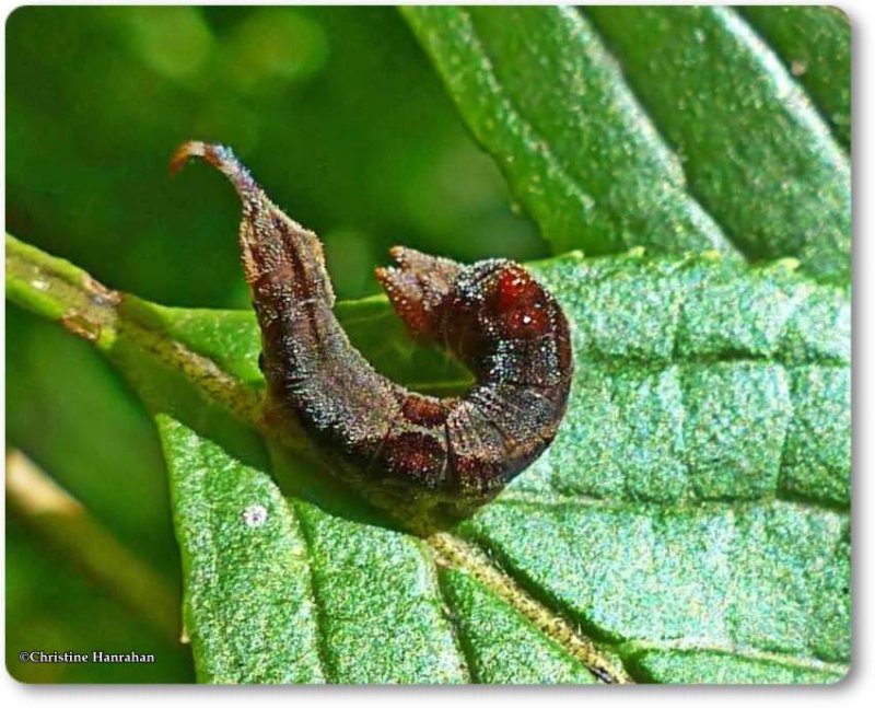 Rose hooktip  caterpillar (Oreta rosea), #6255