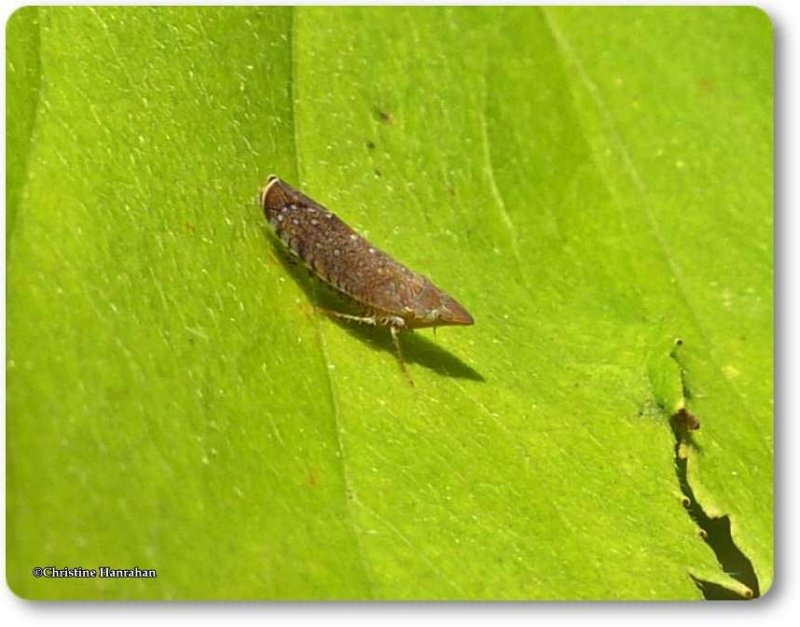 Leafhopper (Scaphytopius sp.)