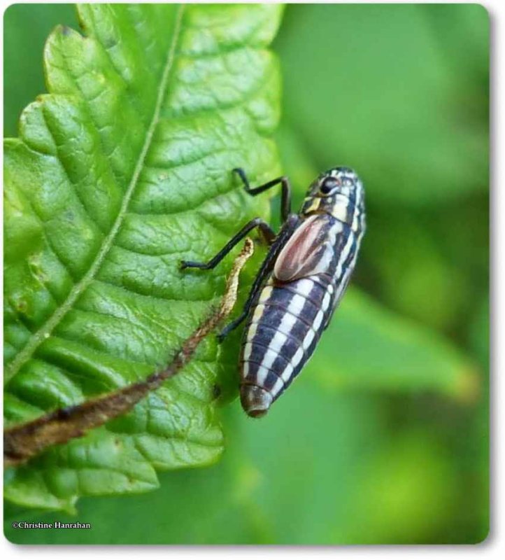 Leafhopper nymph (Cuerna striata)