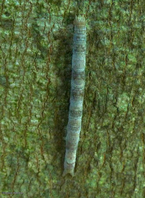 Maple looper caterpillar (Parallelia bistriaris)  #8727