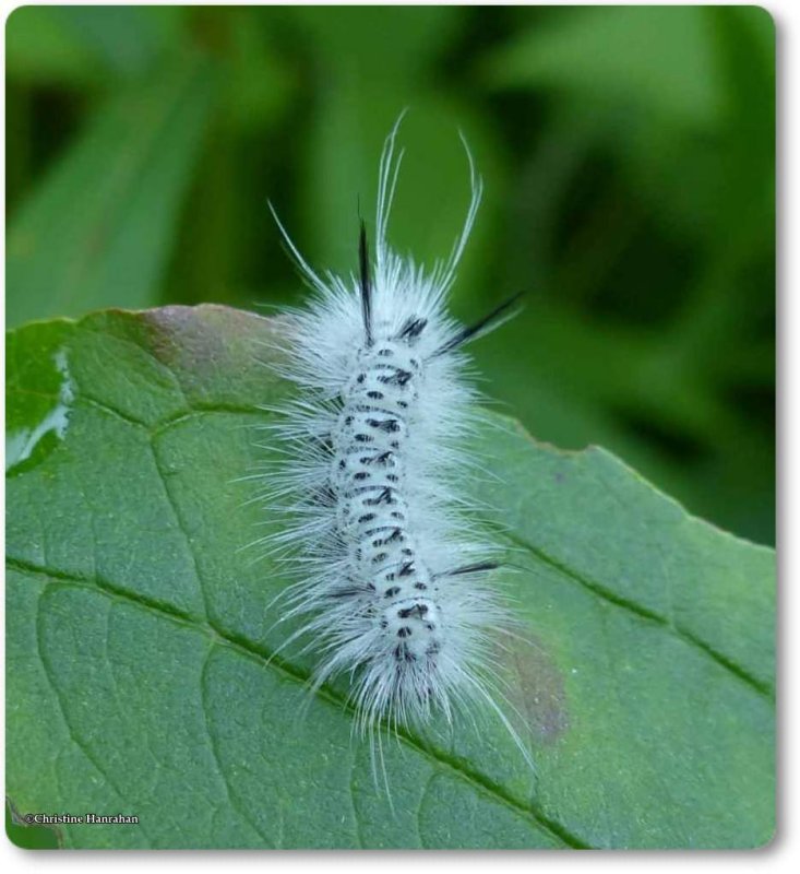 Hickory tussock caterpillar (Lophocampa caryae), #8211